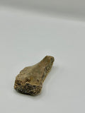Late Jurassic Turtle Osteoderm